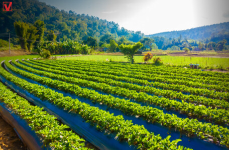 Economista afirma que exportação agrícola atingirá recorde histórico em 2021