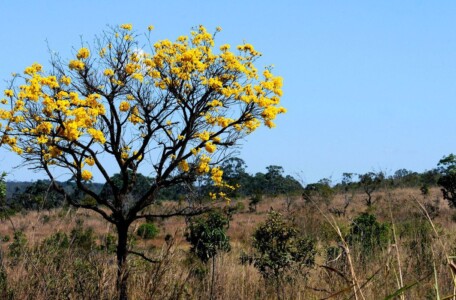 Projetos de conservação do Cerrado podem receber até US$ 30 mil