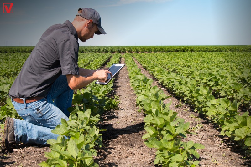 Rede digital de pesquisa agropecuária pode levar tecnologia a pequeno produtor, aponta debate