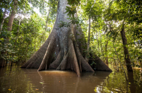 Adote um Parque: com o programa, empresas e pessoas físicas, podem contribuir para a preservação da Amazônia