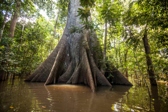 Adote um Parque: com o programa, empresas e pessoas físicas, podem contribuir para a preservação da Amazônia