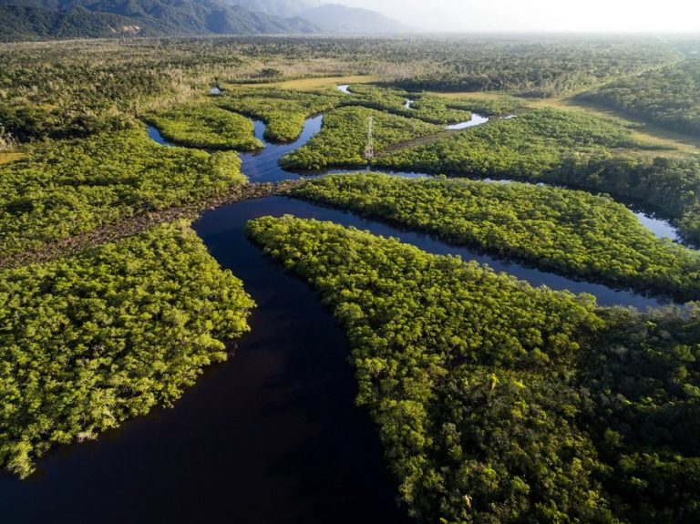 Desmatamento na Amazônia cai 70% em janeiro