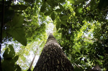 Brasil teve 21 árvores derrubadas a cada segundo em 2022